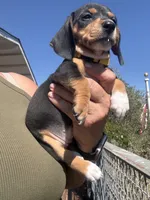 Violet Rose , a female Miniature Dachshund for sale in Moss Landing, CA – 6 of 7