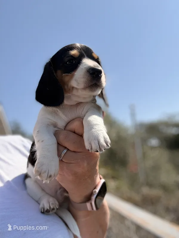 Jersey Willy  – Miniature Dachshund puppy for sale in Moss Landing, CA