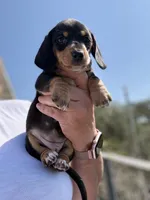 Willow , a female Miniature Dachshund for sale in Moss Landing, CA – 4 of 4