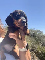 Billy Bob , a male Miniature Dachshund for sale in Moss Landing, CA – 4 of 5