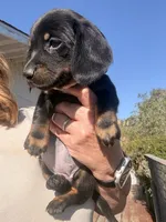 Holly Fern , a female Miniature Dachshund for sale in Moss Landing, CA – 2 of 7