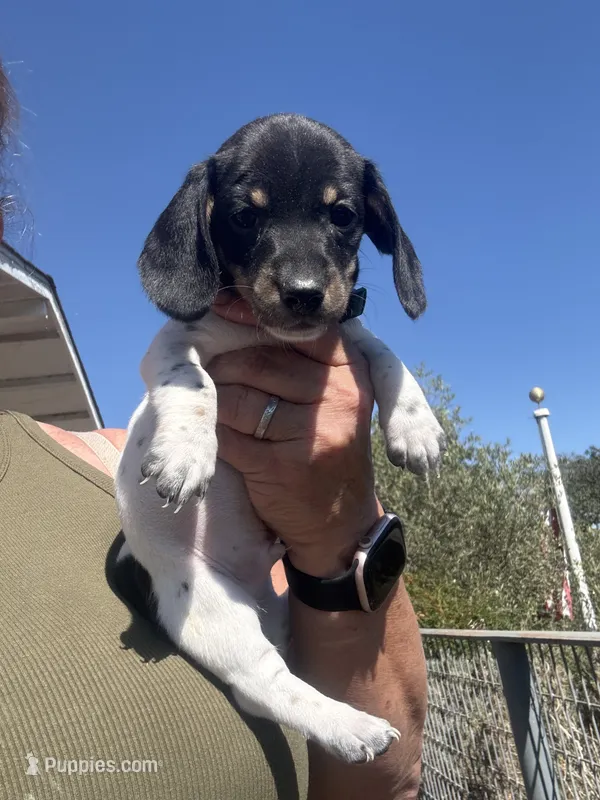 Stentson – Miniature Dachshund puppy for sale in Moss Landing, CA