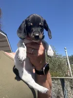 Stentson, a male Miniature Dachshund for sale in Moss Landing, CA – 1 of 8