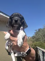  Lily Rose, a female Miniature Dachshund for sale in Moss Landing, CA – 5 of 6