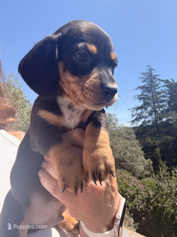 Buster  – Miniature Dachshund puppy for sale in Moss Landing, CA