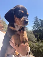 Buster , a male Miniature Dachshund for sale in Moss Landing, CA – 1 of 2