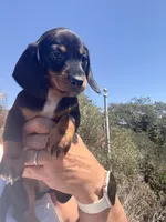 Bingo, a male Miniature Dachshund for sale in Moss Landing, CA – 4 of 4