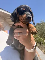 Banjo , a male Miniature Dachshund for sale in Moss Landing, CA – 4 of 4