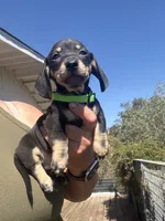 Shooky, a male Miniature Dachshund for sale in Moss Landing, CA – 6 of 6