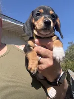 Violet Rose , a female Miniature Dachshund for sale in Moss Landing, CA – 3 of 7