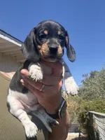 Sammy, a male Miniature Dachshund for sale in Moss Landing, CA – 3 of 6
