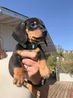 Steve, a male Miniature Dachshund for sale in Moss Landing, CA – 5 of 7