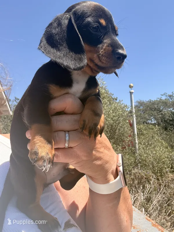 Bingo – Miniature Dachshund puppy for sale in Moss Landing, CA