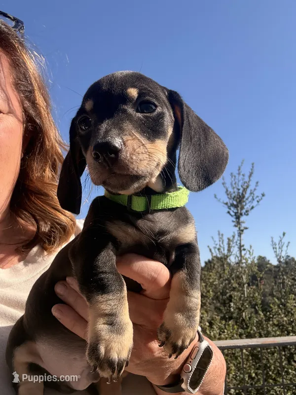 Shooky – Miniature Dachshund puppy for sale in Moss Landing, CA