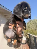 Holly Fern , a female Miniature Dachshund for sale in Moss Landing, CA – 6 of 7