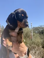 Bingo, a male Miniature Dachshund for sale in Moss Landing, CA – 2 of 4