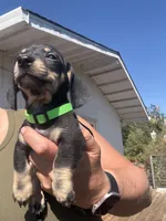 Shooky, a male Miniature Dachshund for sale in Moss Landing, CA – 5 of 6