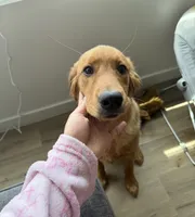 Lily Mooks, a female Golden Retriever for sale in Olympia, WA – 3 of 6