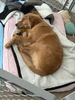 Lily Mooks, a female Golden Retriever for sale in Olympia, WA – 1 of 6