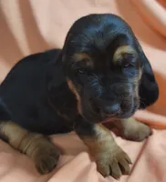 Puddin , a female Basset Hound for sale in Princeton, KY – 3 of 3