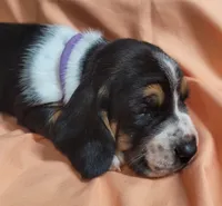 Biscuit, a female Basset Hound for sale in Princeton, KY – 2 of 3
