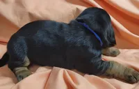 Grits, a male Basset Hound for sale in Princeton, KY – 3 of 3
