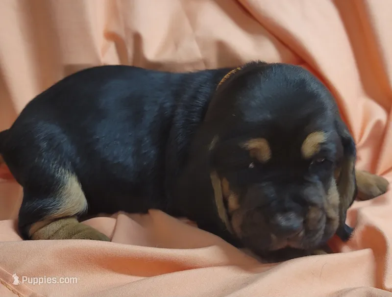 Gravy – Basset Hound puppy for sale in Princeton, KY