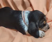 Sweet Tea , a female Basset Hound for sale in Princeton, KY – 3 of 3