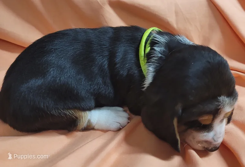 Peaches – Basset Hound puppy for sale in Princeton, KY
