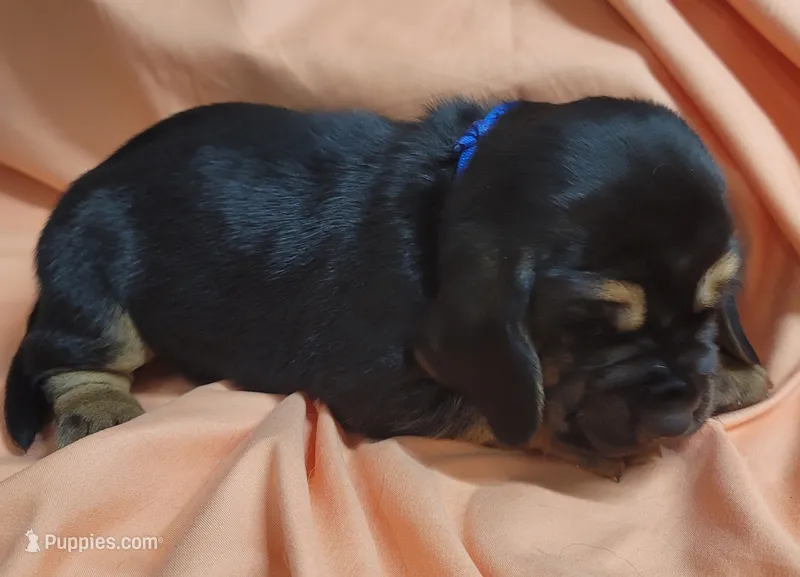 Grits – Basset Hound puppy for sale in Princeton, KY