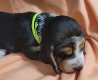 Peaches, a female Basset Hound for sale in Princeton, KY – 3 of 3