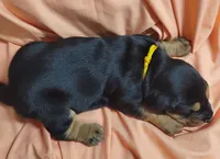 Cornbread , a female Basset Hound for sale in Princeton, KY – 3 of 3