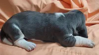 Dumplin , a female Basset Hound for sale in Princeton, KY – 2 of 3