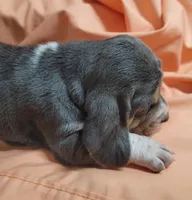 Dumplin , a female Basset Hound for sale in Princeton, KY – 3 of 3