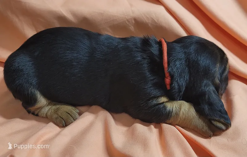 Puddin  – Basset Hound puppy for sale in Princeton, KY