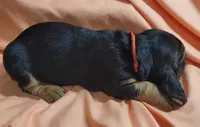 Puddin , a female Basset Hound for sale in Princeton, KY – 1 of 3