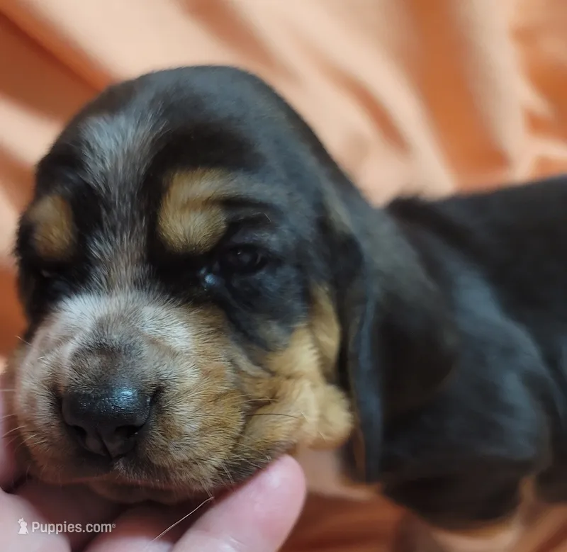 Sweet Tea  – Basset Hound puppy for sale in Princeton, KY