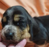Sweet Tea , a female Basset Hound for sale in Princeton, KY – 1 of 3
