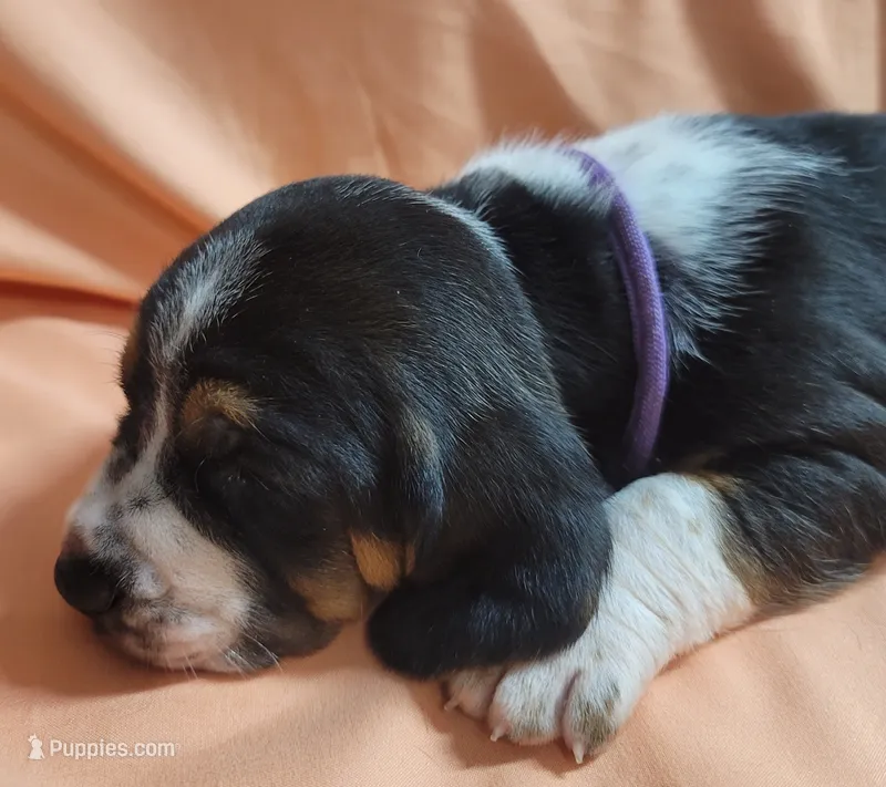 Biscuit – Basset Hound puppy for sale in Princeton, KY