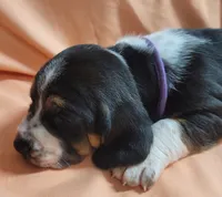 Biscuit, a female Basset Hound for sale in Princeton, KY – 1 of 3