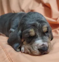 Dumplin , a female Basset Hound for sale in Princeton, KY – 1 of 3