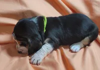 Peaches, a female Basset Hound for sale in Princeton, KY – 2 of 3