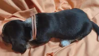Sweet Tea , a female Basset Hound for sale in Princeton, KY – 2 of 3