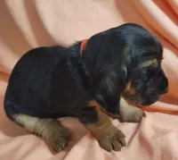 Puddin , a female Basset Hound for sale in Princeton, KY – 2 of 3