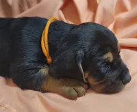 Gravy, a male Basset Hound for sale in Princeton, KY – 3 of 3