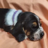 Biscuit, a female Basset Hound for sale in Princeton, KY – 3 of 3
