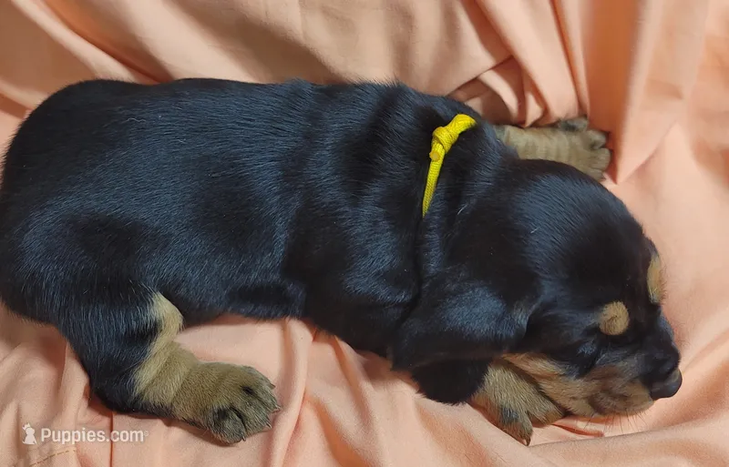 Cornbread  – Basset Hound puppy for sale in Princeton, KY