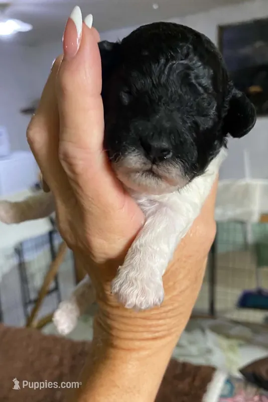 Black/white Female – Poodle - Toy  puppy for sale in Thomasville, NC