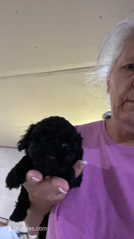 Black Female – Poodle - Toy  puppy for sale in Thomasville, NC