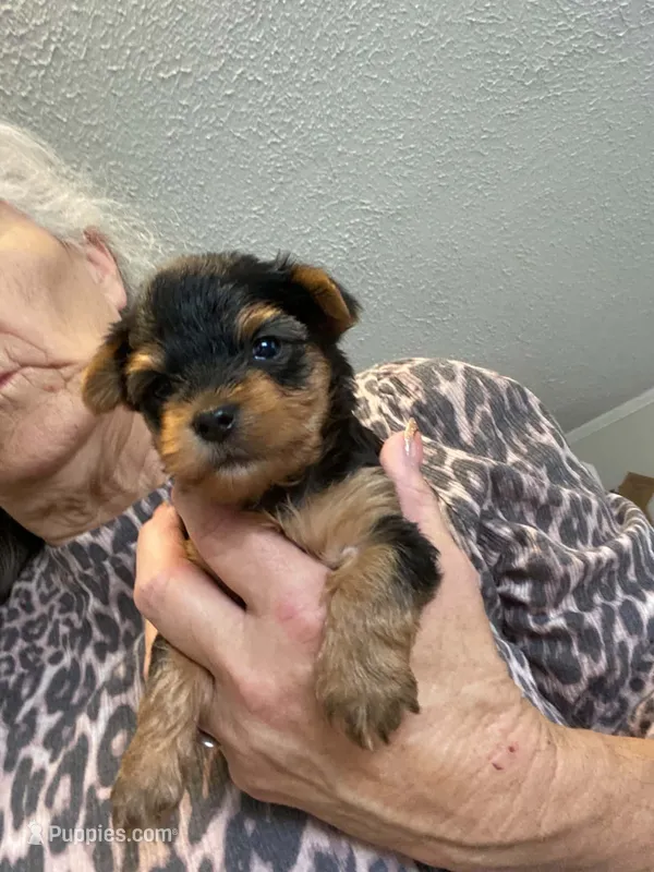 Boy2 – Yorkshire Terrier puppy for sale in Thomasville, NC